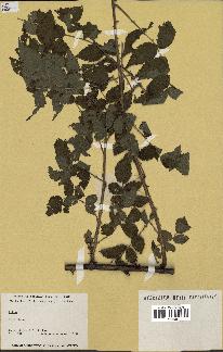 spécimen de Rubus sp.
