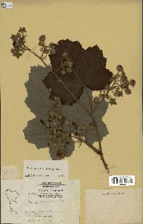 spécimen de Rubus alceifolius