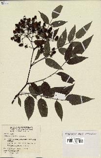 spécimen de Rubus alceifolius