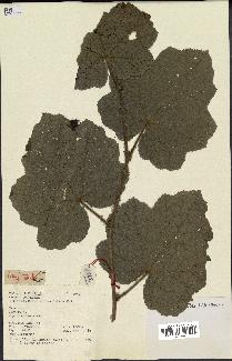 spécimen de Rubus alceifolius