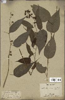 spécimen de Rubus acuminatus