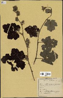 spécimen de Rubus alceifolius