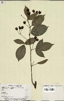 spécimen de Rubus sp.