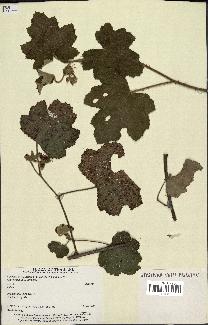 spécimen de Rubus sp.