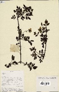 spécimen de Rubus sp.