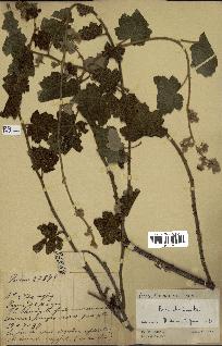 spécimen de Rubus alceifolius