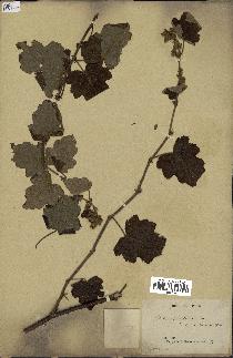 spécimen de Rubus alceifolius