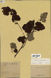 spécimen de Rubus alceifolius