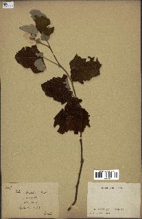 spécimen de Rubus alceifolius