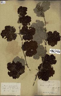 spécimen de Rubus alceifolius