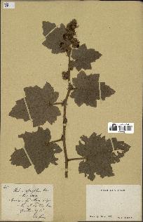 spécimen de Rubus alceifolius