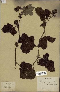 spécimen de Rubus alceifolius