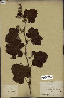 spécimen de Rubus alceifolius