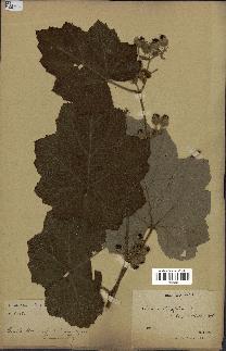 spécimen de Rubus alceifolius