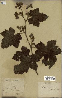 spécimen de Rubus alceifolius