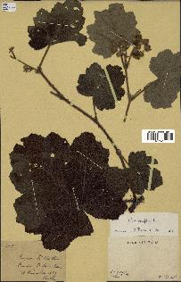 spécimen de Rubus alceifolius