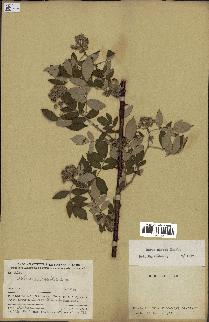 spécimen de Rubus niveus