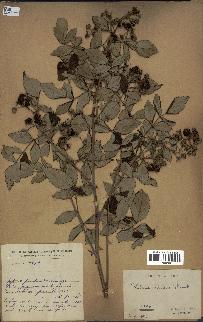 spécimen de Rubus niveus