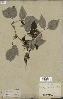 spécimen de Rubus niveus