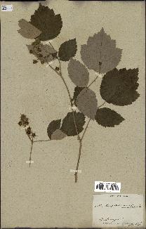 spécimen de Rubus sp.