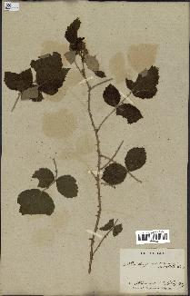 spécimen de Rubus sp.