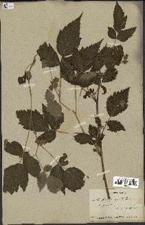 spécimen de Rubus sp.