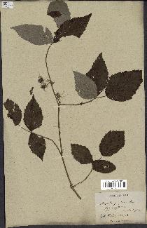 spécimen de Rubus sp.