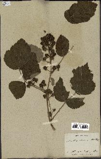 spécimen de Rubus sp.