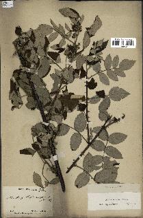 spécimen de Rubus niveus