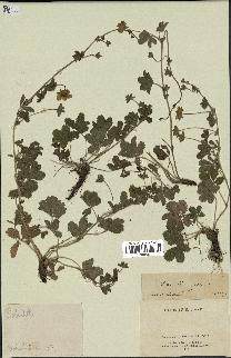 spécimen de Potentilla reptans