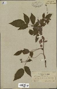spécimen de Rubus idaeus