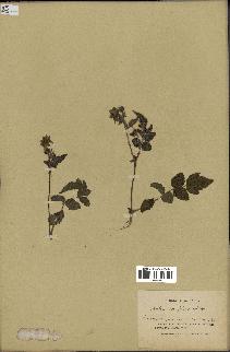 spécimen de Rubus lutescens