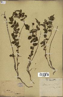 spécimen de Rubus lutescens