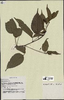 spécimen de Rubus leucanthus