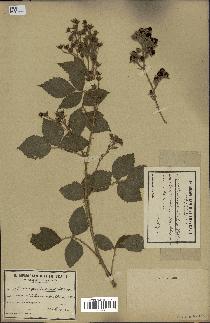 spécimen de Rubus glandulosus