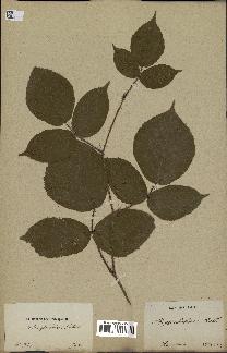 spécimen de Rubus glandulosus