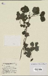 spécimen de Rubus idaeus