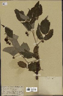 spécimen de Rubus idaeus
