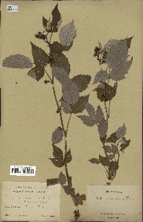 spécimen de Rubus idaeus