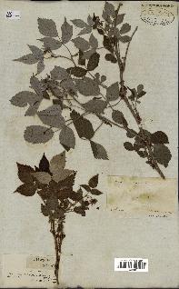 spécimen de Rubus idaeus