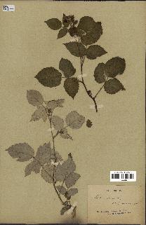 spécimen de Rubus idaeus