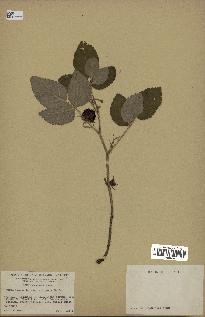 spécimen de Rubus idaeus