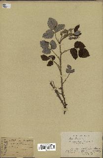 spécimen de Rubus idaeus