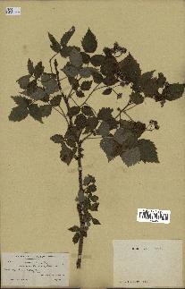 spécimen de Rubus idaeus