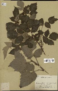 spécimen de Rubus idaeus