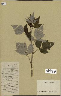 spécimen de Rubus idaeus