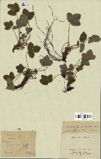 spécimen de Potentilla micrantha