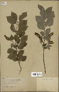 spécimen de Prunus virginiana