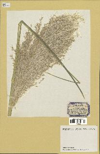 spécimen de Cortaderia selloana