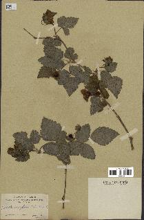 spécimen de Rubus spectabilis